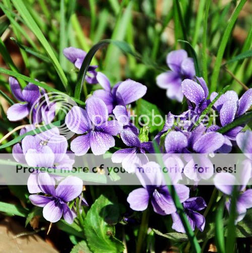 Viola Yedoensis Makino Seed 50 Seed Violaceae Viola Philippica Herba